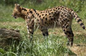 Hunting Serval