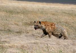 Hunting Spotted Hyena
